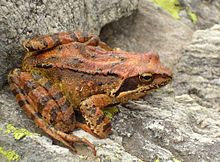 une grenouille de couleur rousse marbrée de brun, aux joues noires