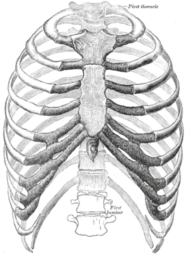 Homa torako, Gray's Anatomy