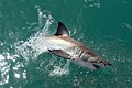 Weißer Hai bei Gansbaai in Südafrika