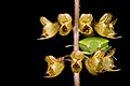 Green stink bug