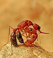 A worker Harpegnathos saltator (a jumping ant) engaged in battle with a rival colony's queen (on top) Harpegnathos saltator fight.jpg