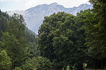 Sommerlinde (Tilia platyphyllos)