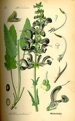  Salvia pratensis