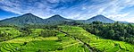 Jatiluwih Rice Terraces