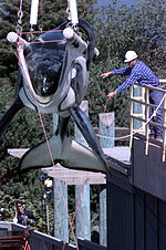 The famous Orca Keiko from the Free Willy movies being prepared for transport.