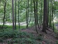 KK Holzheimer Unterwald Vom Limeswall, rechts Forstweg im ehemaligen Limesgraben