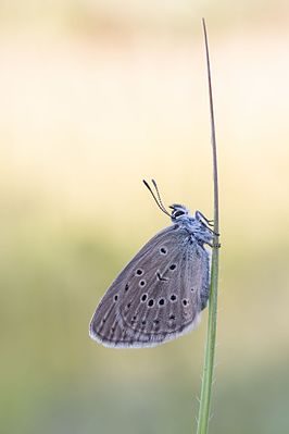 Berggentiaanblauwtje