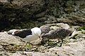 Image 46Kelp gull chicks peck at red spot on mother's beak to stimulate the regurgitating reflex. (from Zoology)