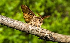 Male in the Dresden Heath