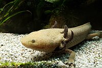 Lake Patzcuaro salamander