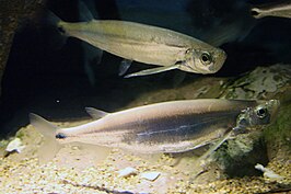 Macrochirichthys macrochirus