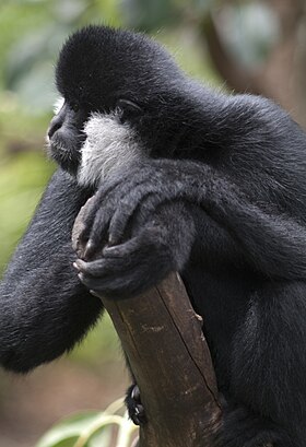 Um macho fotografado no Zoológico de Adelaide