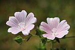 Miniatura para Malva hispanica