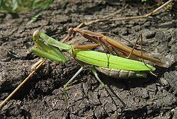 ウスバカマキリ