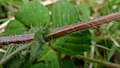 Łodyga Medicago arabica.