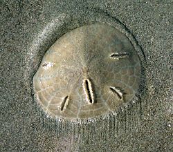 Mellita longifissa, uma bolacha-da-praia.