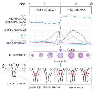 Ciclo menstrual