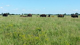 Midewin bison 2016-06-05 16.32.59 crop3.jpg