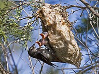 Female mistletoebird feeding young in a nest in southern Western Australia.