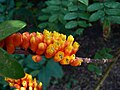 Inflorescence