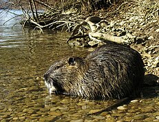 Una nutria