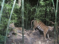 Tigres au Muséum d'histoire naturelle de Berne.