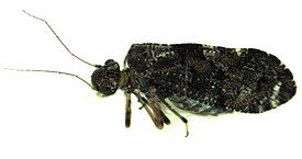 Nimbopsocus australis