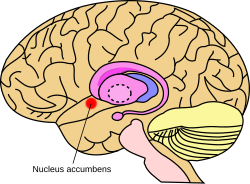 Nucleus accumbens.svg