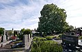 Der monumentale Baum, auf dem Friedhof, mitten im Ort