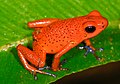 Žába z čeledi Pralesničkovití. Indiáni např. Janomamové jejich jedem natírají šípy