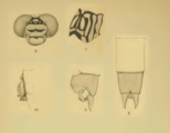 Original illustrations 6.Face 7.Thorax 8,9.Male tail tip 10.Male genitalia