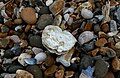 File:Oyster shell on beach.JPG