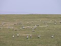 Paradieskraniche im Bontebok-Nationalpark, Westkap, Südafrika