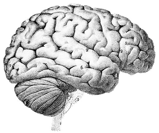 PSM V46 D167 Outer surface of the human brain