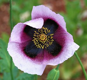 English: Opium Poppy flower showing a bud and ...