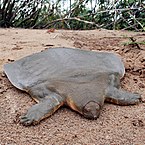 Softtshell turtle, Pelochelys cantori