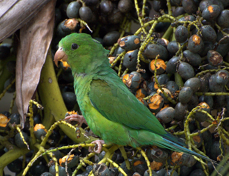 781px-Plain_Parakeet_%28Brotogeris_tirica%29_-eating_fruit_in_tree.jpg