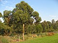 Bush regeneration planting site along Wolli Creek, Turrella Reserve