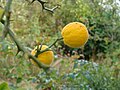 Fruits (Monteaperta, Italie)