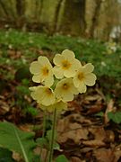 Le Primula elatior.