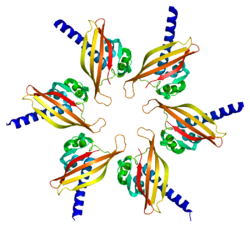 Белок CAMK2G PDB 2ux0.png