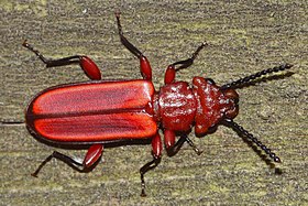 Fotografia de um Cucujidae da espécie Cucujus clavipes, dos Estados Unidos.[1]