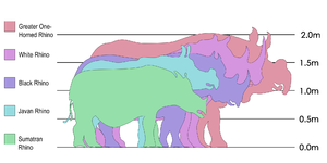 "Inter Species Comparison of Adult Rhino Sizes"