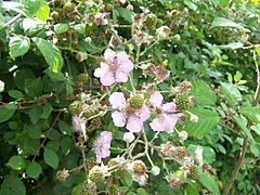 RubusFruticosus FlowersAndUnripenFruits 02