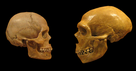 Crânes d’Homo sapiens (à gauche) et de Néandertalien (à droite).
