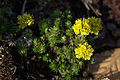 Saxifraga juniperifolia 02. jpg