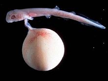 Aristotle recorded that the embryo of a dogfish was attached by a cord to a kind of placenta (the yolk sac). Scyliorhinus retifer embryo.JPG