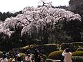 下から見上げた長興山の枝垂桜（2009年4月4日撮影）