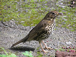 Song Thrush in Wellington, New Zealand (introd...