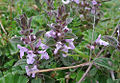 Stachys elliptica